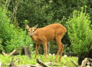 Roe Deer at Chard LNR taken by Lewis Bates
