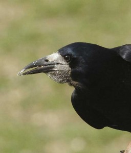 Rook © Lewis Bates