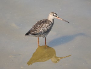 Redshank © Lewis Bates
