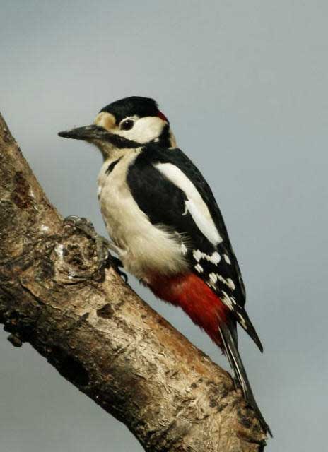 Chard Reservoir woodpecker