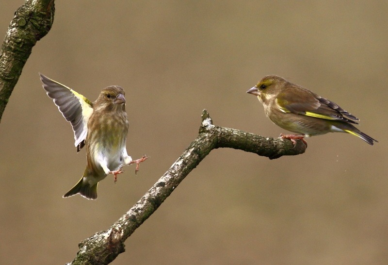 Goldfinch landing