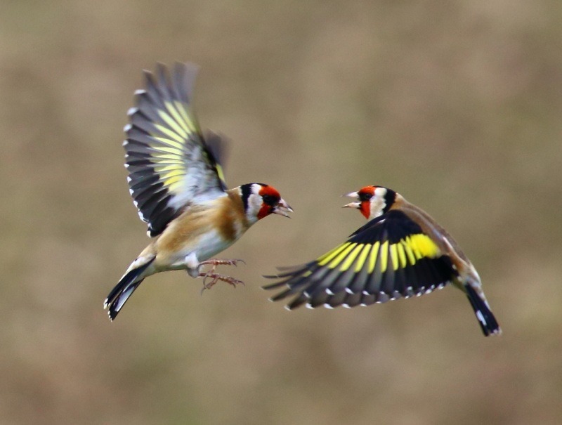 Goldfinch quarrelling © Lewis Bates