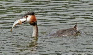 Great Crested Grebe with fish