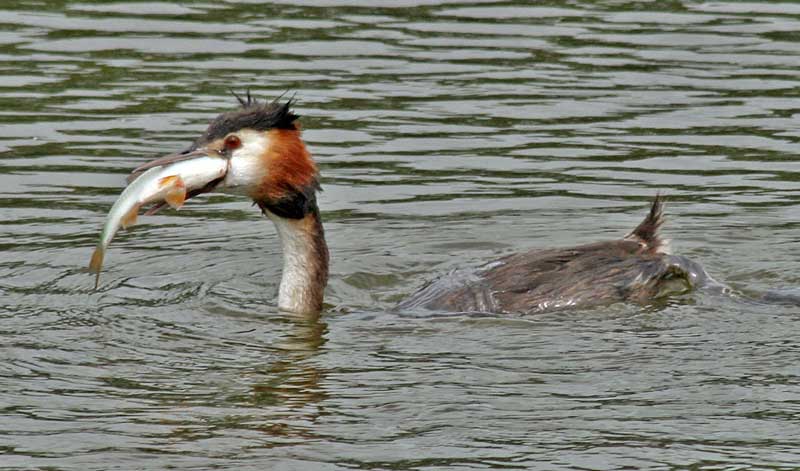 Great Crested Grebe with fish
