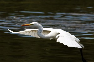 Great white Egret © Lewis Bates