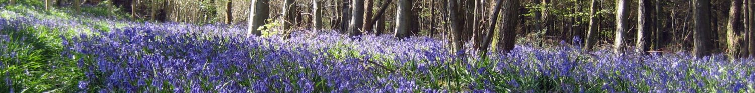 Welcome to Chaffcombe Village