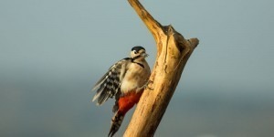Great Spotted Woodpecker in Chaffcombe